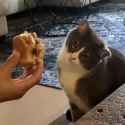 Cat-Uncertain_thumb.jpg