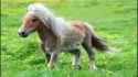 Spicy Pony Head_thumb.jpg