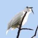 White bellbird_thumb.jpg