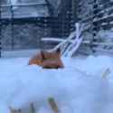 Fox - You Died_thumb.jpg