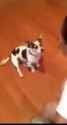 meow dog_thumb.jpg