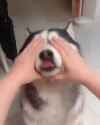 ft000xdzmhm41_thumb.jpg