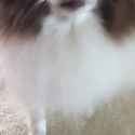 arf_thumb.jpg