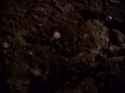 Root - In the heart of Darkness_thumb.jpg
