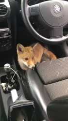 A little too friendly fox_thumb.jpg