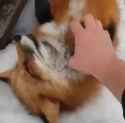 boop the snoot_thumb.jpg