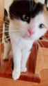 kitty_thumb.jpg