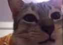 1709571549731871_thumb.jpg