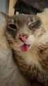 rigbythecat_thumb.jpg