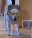 dog head-brace_thumb.jpg