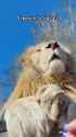 big cats_thumb.jpg