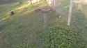 Drunk Pig Rolls Down Hill_thumb.jpg
