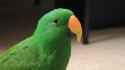 Good Burd_thumb.jpg