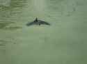 Swimming Bat_thumb.jpg