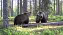 Bear_Fight_thumb.jpg