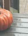 I aint scared of no ghosts_thumb.jpg