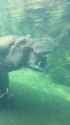 Hippos can open their mouths 150 degrees!_thumb.jpg