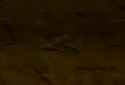 Melechesh - Genies Sorcerers And Mesopotamian Nights_thumb.jpg