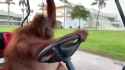 orang utan driving_thumb.jpg