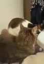 cat-life_thumb.jpg