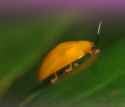 bug pop noises_thumb.jpg