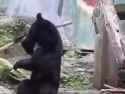 - be a bear_thumb.jpg