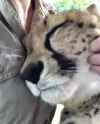big kitty_thumb.jpg