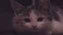 will_you_remember_me_thumb.jpg
