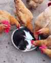 chicken_dish_cat_bed_thumb.jpg