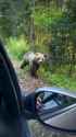 Feed them bears_thumb.jpg