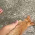 head(crab)cat_thumb.jpg