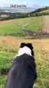 dog6_thumb.jpg