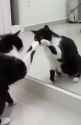 cat spooky mirror_thumb.jpg