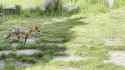 fox on a stroll_thumb.jpg