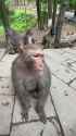Funny monkey .........#lionmedia @lionmedia.co#trustedmedia_in@trustedmedia.in #monkey #monkeys #cutemonkey #babymonkey #funnymonkey #snowmonkey See less_thumb.jpg