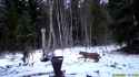 Eurasian Lynx Hunting Deer [2q868RjOmbo]_thumb.jpg