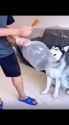 chink pranks dog_thumb.jpg