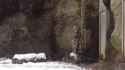 acrobatic_snep_thumb.jpg