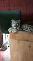 snep_in_a_box_thumb.jpg