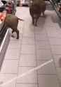 russians shopping kino_thumb.jpg