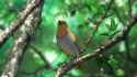 anime birb_thumb.jpg