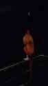 1704781513975452_thumb.jpg