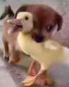 Duckhunt_thumb.jpg