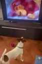 dog lion king_thumb.jpg