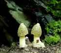 fungal music_thumb.jpg