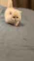 kitty_thumb.jpg