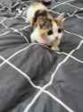kitty_thumb.jpg