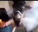 hors_thumb.jpg