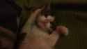 purrykitty_thumb.jpg