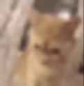 1676204385353578_thumb.jpg